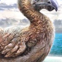 🦤DODO🦤