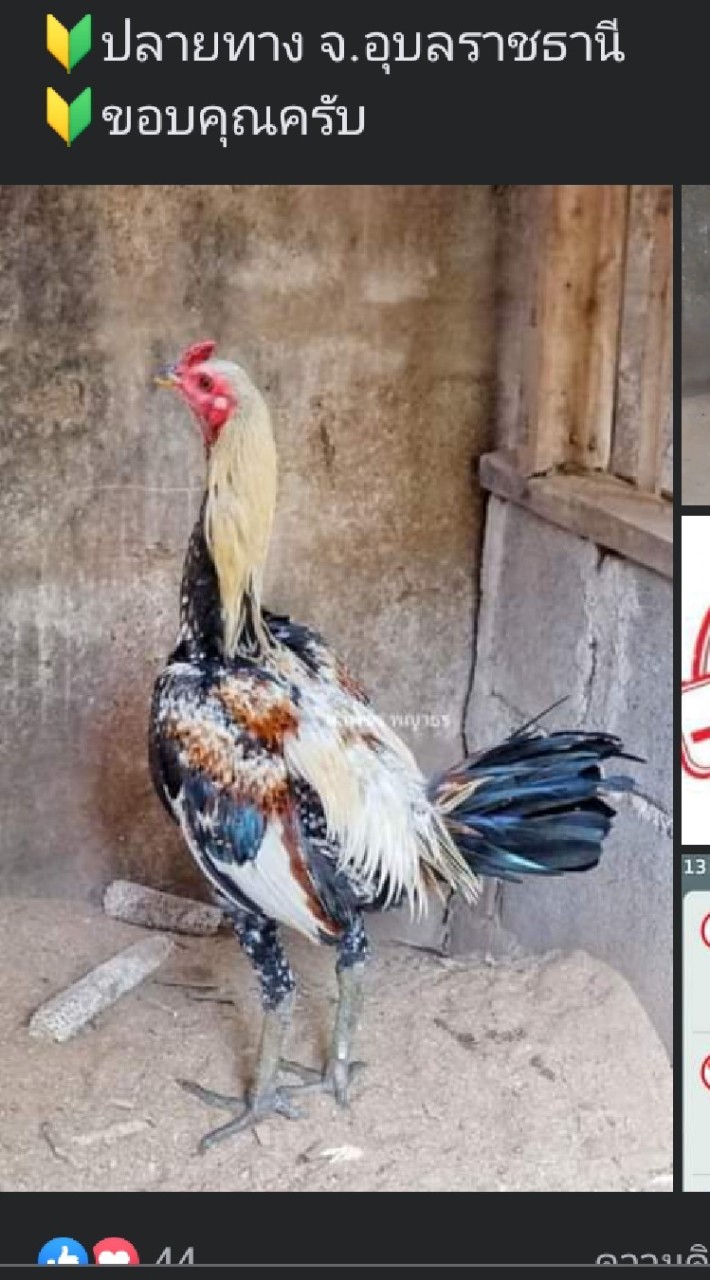 ซื้อ-ขายไก่ ภาคเหนือ 2566