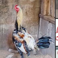ซื้อ-ขายไก่ ภาคเหนือ 2566