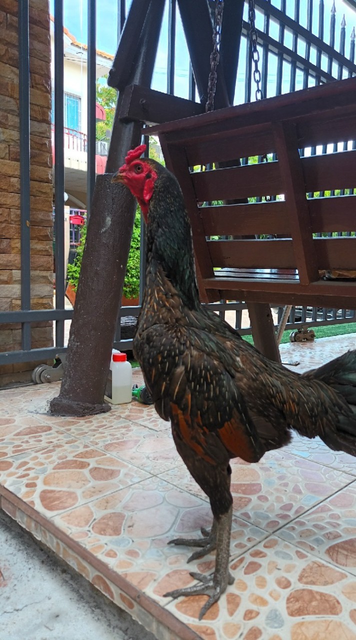 หาคู่ ไล่แข็งไก่ชน อ.เขวาสินรินทร์