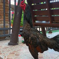 หาคู่ ไล่แข็งไก่ชน อ.เขวาสินรินทร์