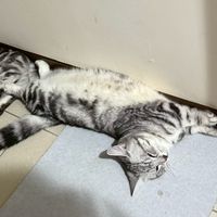 糰糰圓圓-寵物保健品/日用品/飼料罐頭撿便宜快來～