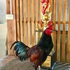 ส.เคลื่อนที่เร็ว 🐓