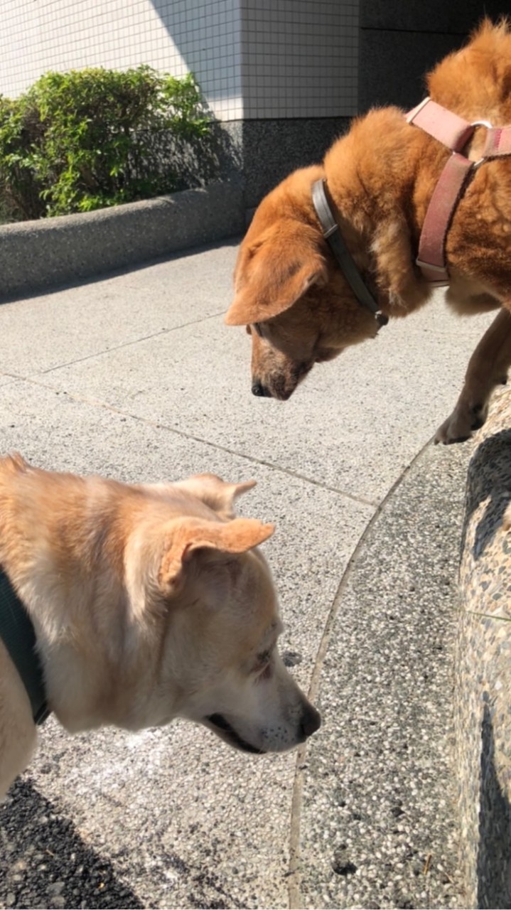 第拾柒屆愛狗社🐶🤍