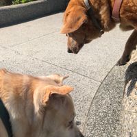 第拾柒屆愛狗社🐶🤍