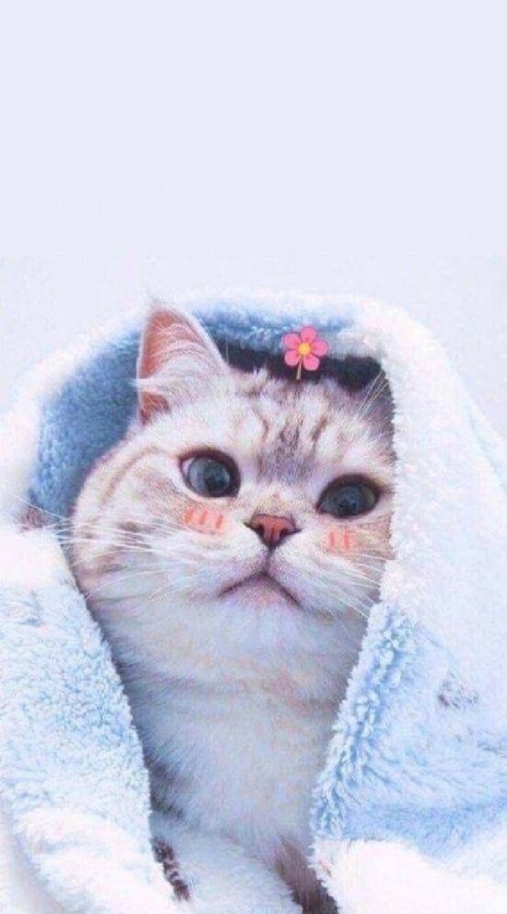 แก๊งชอบเลี้ยงแมว