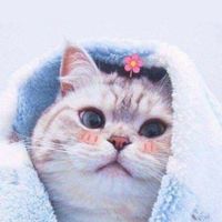 แก๊งชอบเลี้ยงแมว