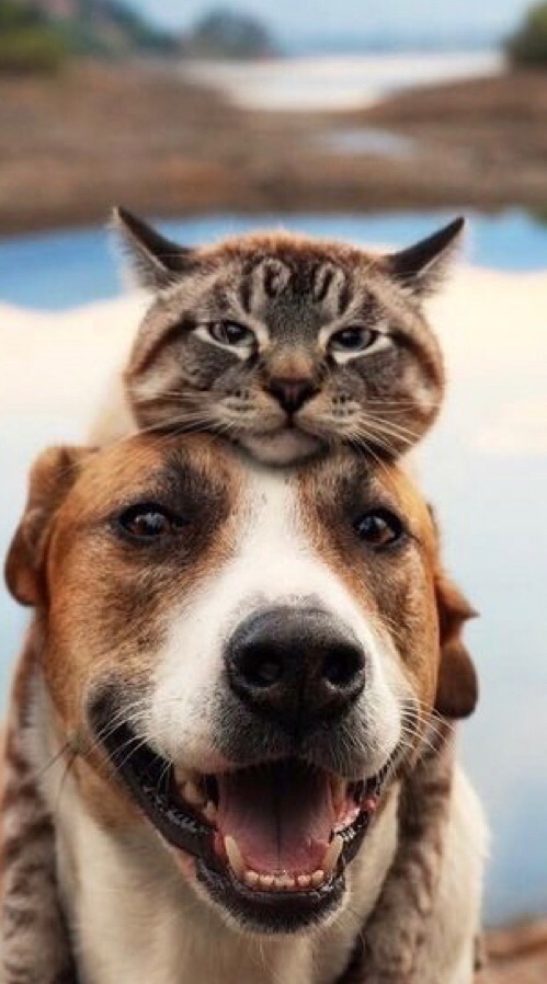 dog & cat lover club