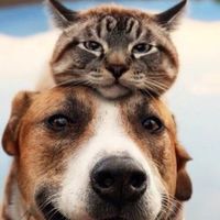 dog & cat lover club