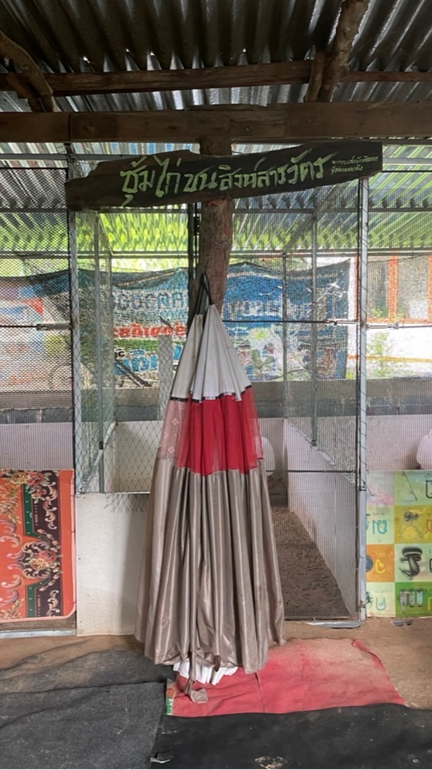 แนะนำรักษาไก่ชนพื้นเมืองฉบับสิงห์สารวัตร