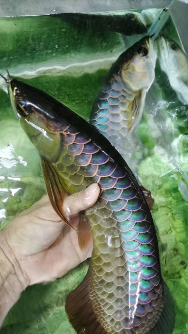Super Arowana ฟาร์มปลามังกร