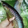 Super Arowana ฟาร์มปลามังกร