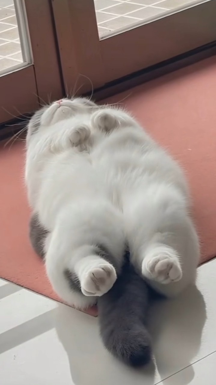 Switch 樹莓派 Tinfoil 教學資源站