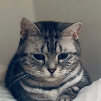 うにちぃ🐈🍉🌻サブ限オプチャ