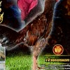 นายหัวไม้ ควายไทย ไก่ชน ทองเอก มหานคร จอนวิค อัศวินดำ