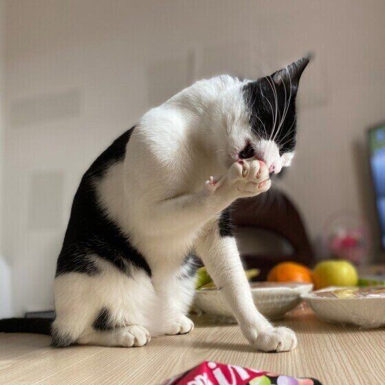 猫を飼うとゴキブリがいなくなる ってホント