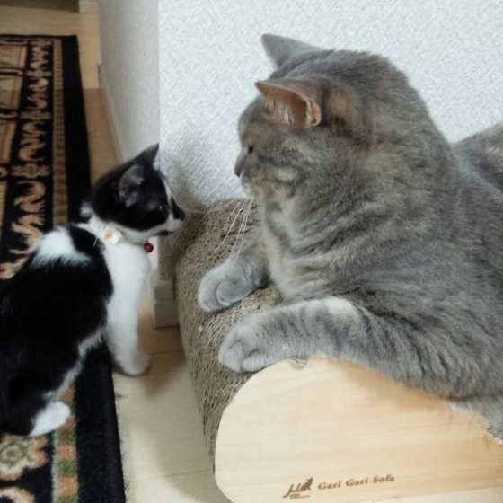 多頭飼いなら 仲が良い 良くない猫同士が見せる行動