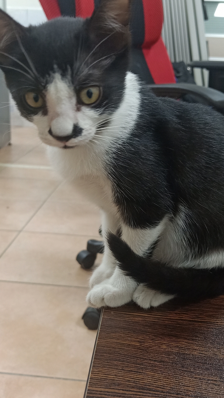 純粹本味