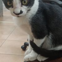 純粹本味