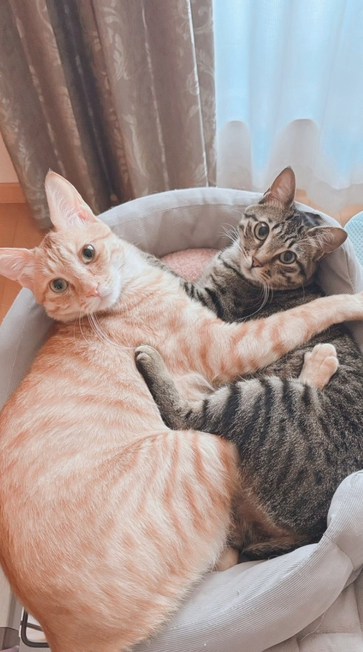 🐱猫ねこ💖愛ランド😺