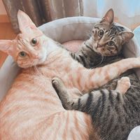 🐱猫ねこ💖愛ランド😺