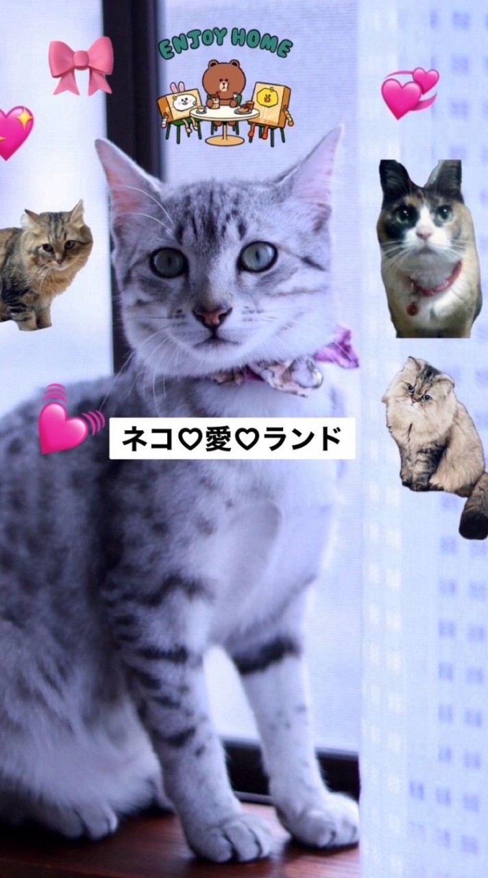 🐱ネコ💖愛💖ランド