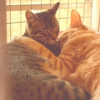 🐱猫ねこ💖愛ランド😺