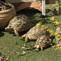 鼈好き ( スッポン )・カメ好き 🐢 💕 全員集合