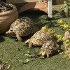 鼈好き ( スッポン )・カメ好き 🐢 💕 全員集合