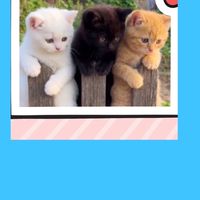 🌈癒しの宣伝部屋🌈  雑談やスタンプ交流をしながらなので効率的です。相互も盛んです✋