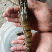 食(時)鮮(加弄帥平)