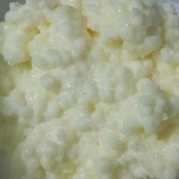 克菲爾菌(奶克)、康普茶分享討論