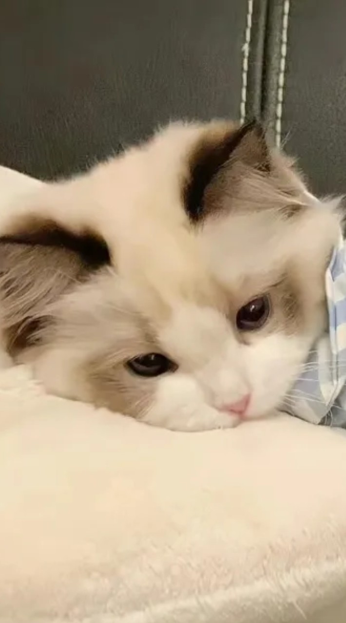 女同(拉拉)聚集地~😝