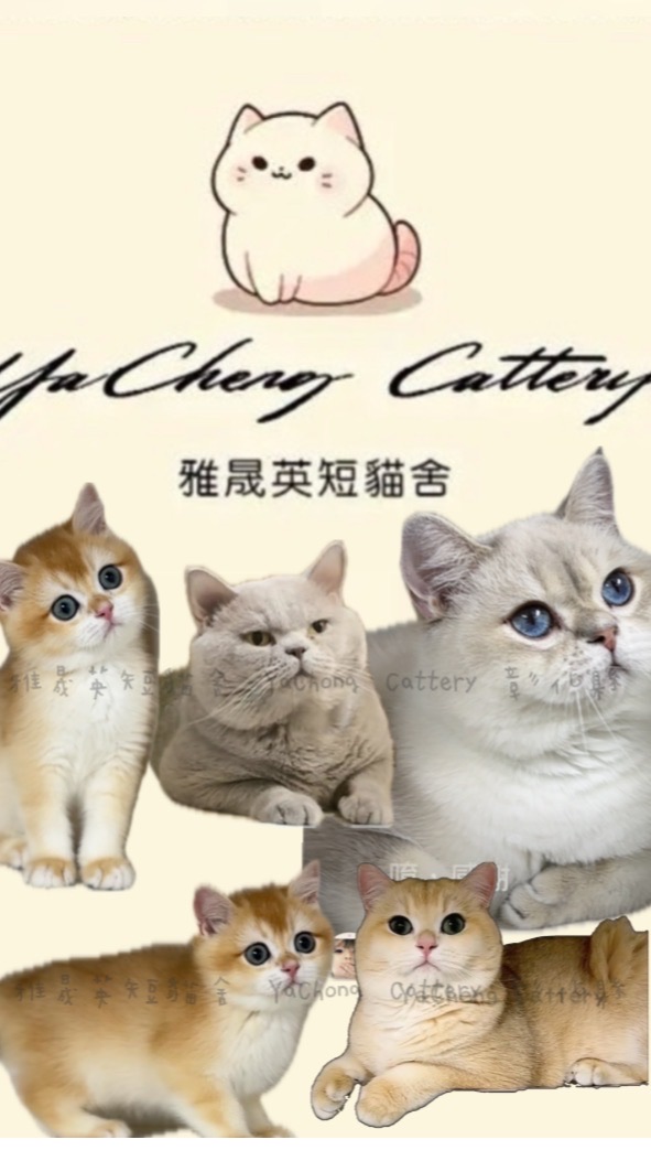 藍不住我愛Cat英短貓舍