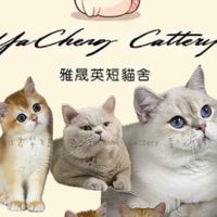 藍不住我愛Cat英短貓舍