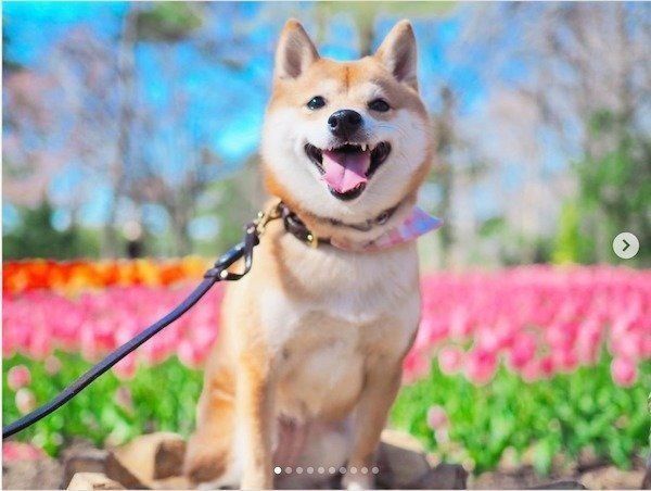 柴犬あるある 寝たまま運ばれる ここ掘れここ柴