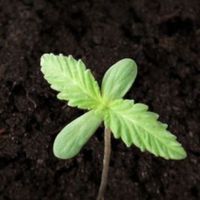 สายเขียวเมืองดอกบัว🙏