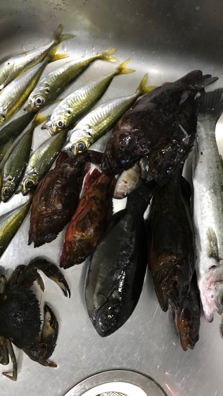 福井魚突き！スピアフィッシング