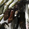 福井魚突き！スピアフィッシング