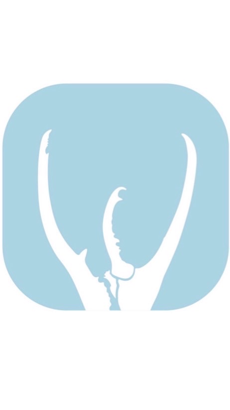 映賽恪特甲蟲 店家競標買賣群