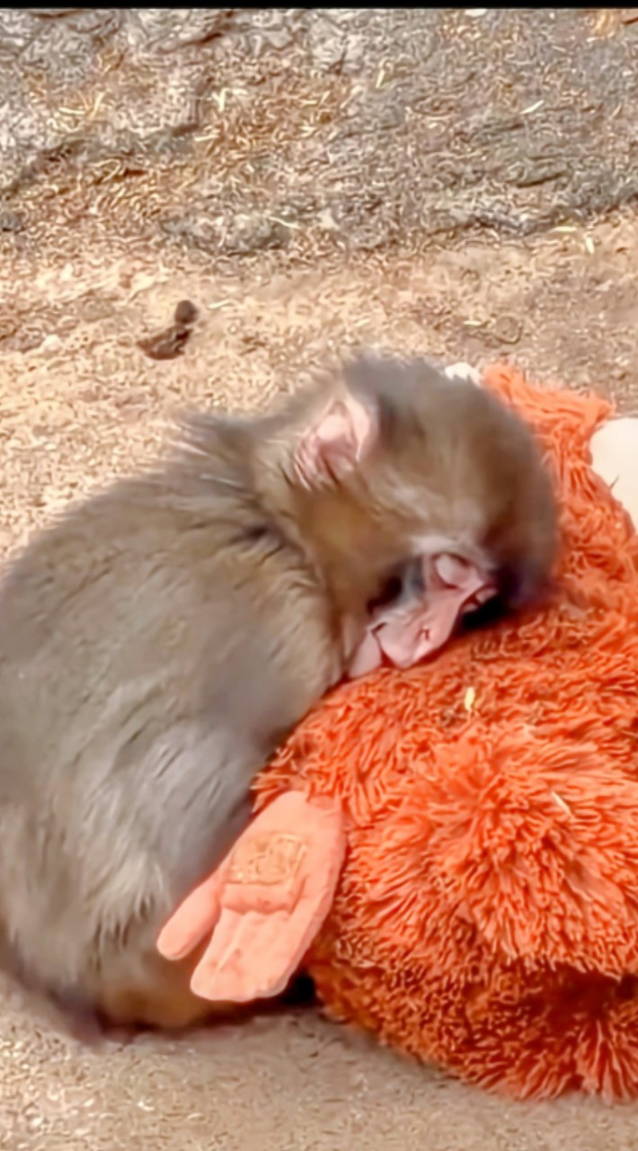 パンチ君🙊punch🙊  応援部屋✨              市川市動植物園