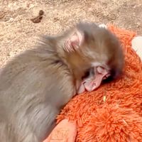 パンチ君🙊punch🙊  応援部屋✨              市川市動植物園