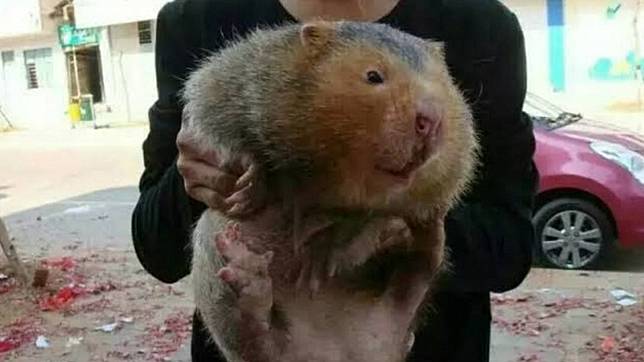 圖／翻攝自Babusselam Okutan推特