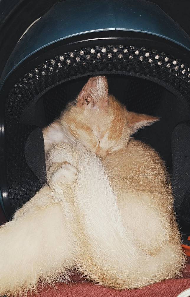 10 Tempat kucing tidur ini nggak biasa, bikin was-was Brilio.net -
kucing bawa tidur