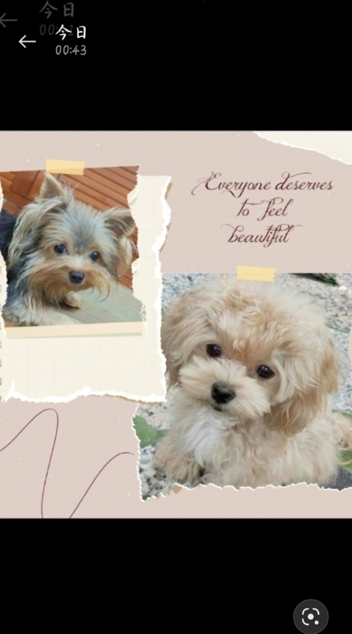 迷你狗犬舍 ~ 瑪爾泰迪、瑪爾濟斯、約克夏、貴賓、博美……等各種小型犬及茶杯犬的分享交流