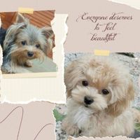 迷你狗犬舍/各種幼犬詢問~瑪爾泰迪、瑪爾濟斯、約克夏、貴賓、博美…等各種小型犬及茶杯犬的分享&交流