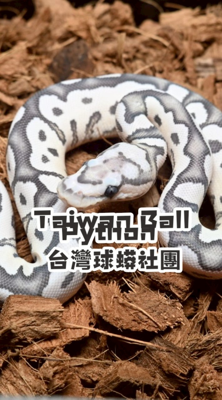 Taiwan Ball Python 台灣球蟒社團