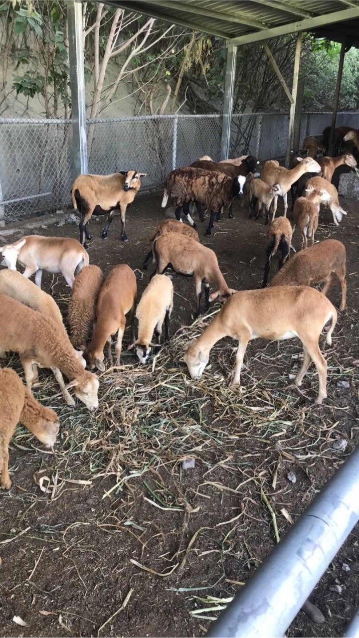 羊之屋🐑壕棒棒🦪