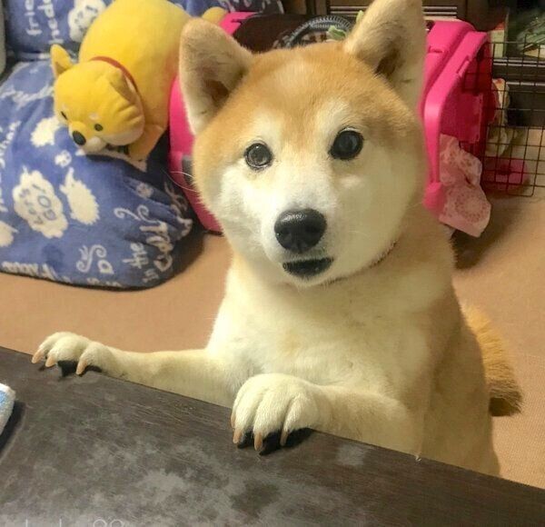 犬も気持ちいい 日向ぼっこ 健康のためにも重要だった