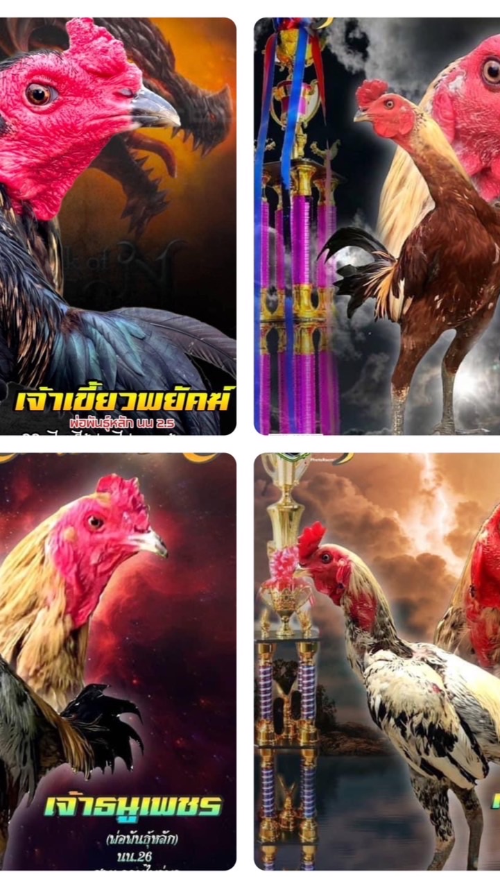 🏆🦅ซุ้ม รวมไพร่พลไก่ชนพัฒนาตาก🏆